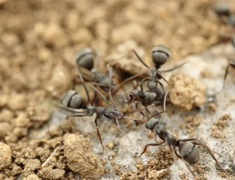 蚂蚁危害不小，蓝态环保教您如何消灭它